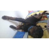 Собака - 08.JPG